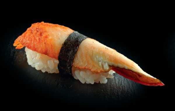 nigiri anguilla